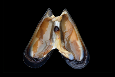 Anatomie d'une Moule (Mytilus galloprovincialis) 